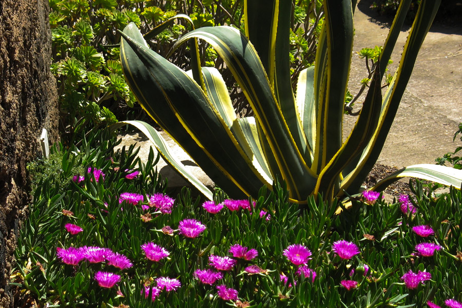 Primavera - Agave americana marginata