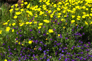 Primavera - Margherite