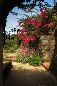 Primavera - Bougainvillea