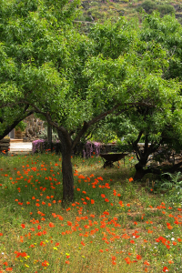 Primavera - Mandorlo Tulipani