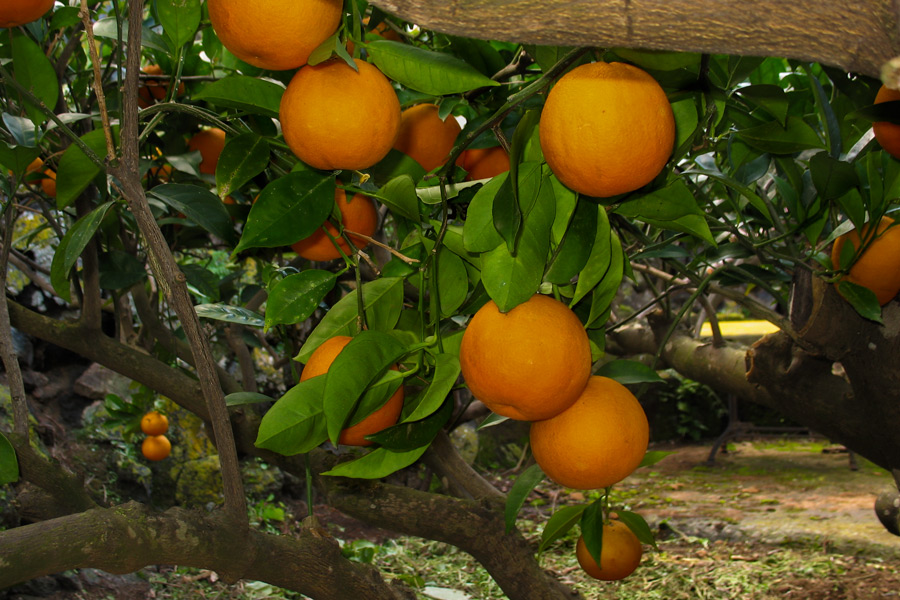 Giardini di Pantelleria - Arancio