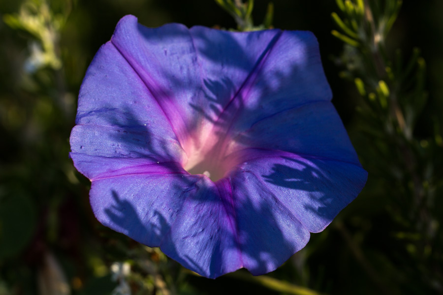Giardini di Pantelleria - Ipomea