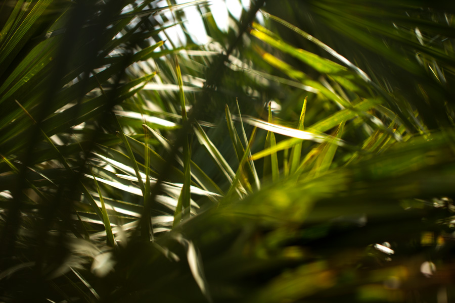 Giardini di Pantelleria - Palma