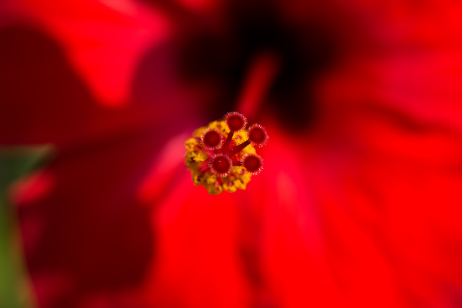 Giardini di Pantelleria - Hibiscus