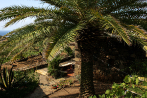 Giardini di Pantelleria - Palma morta per il Punteruolo Rosso