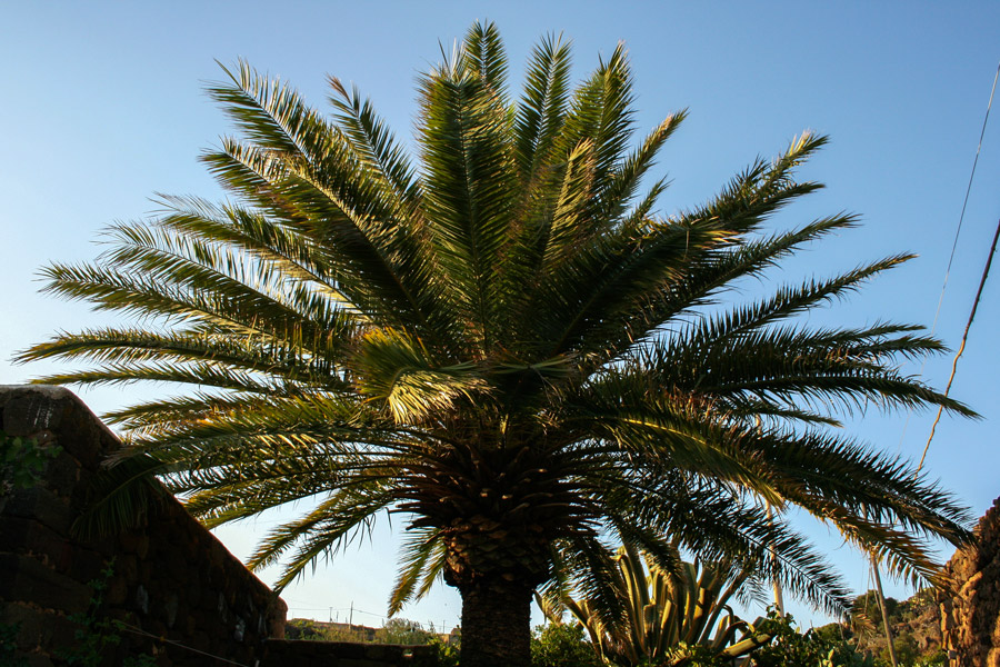 Giardini di Pantelleria - Palma