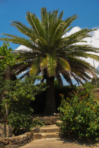 Giardini di Pantelleria - Palma morta per il Punteruolo Rosso